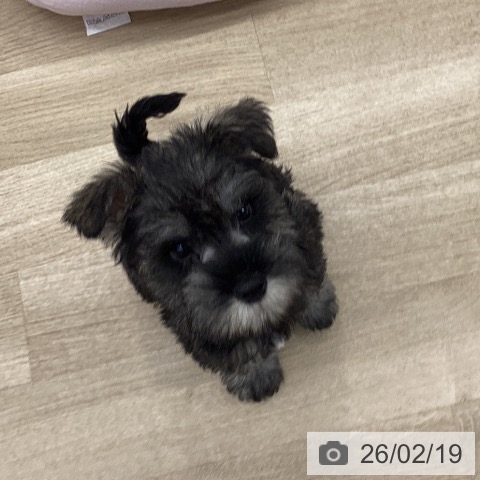 ミニチュア・シュナウザーの写真