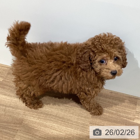 鳥取県のトイプードル(トイ) (ペッツワン 日吉津店/2025年12月15日生まれ/女の子/レッド)の子犬の4枚目の画像