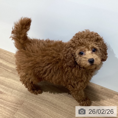 鳥取県のトイプードル(トイ) (ペッツワン 日吉津店/2025年12月15日生まれ/女の子/レッド)の子犬の3枚目の画像