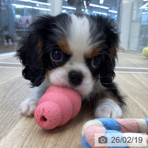 キャバリア・キングチャールズ・スパニエルの写真