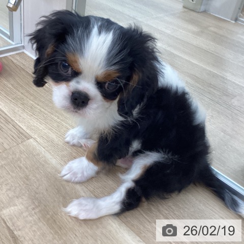 キャバリア・キングチャールズ・スパニエルの写真