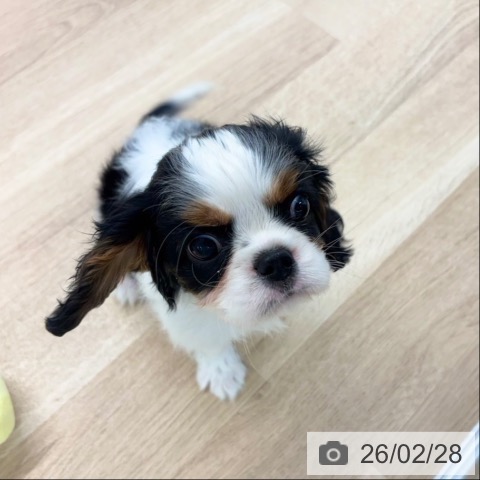 愛媛県のキャバリアキングチャールズスパニエル (ペットプラス 新居浜店/2025年12月19日生まれ/男の子/トライカラー)の子犬の4枚目の画像