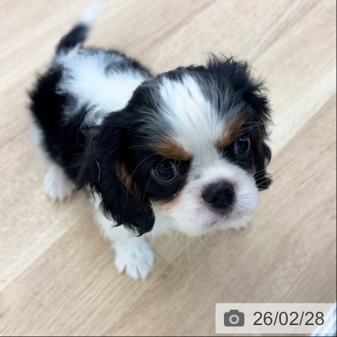 愛媛県のキャバリアキングチャールズスパニエル (ペットプラス 新居浜店/2025年12月19日生まれ/男の子/トライカラー)の子犬の3枚目の画像