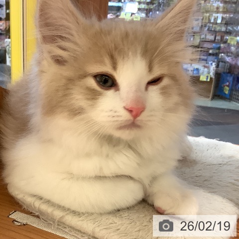 岡山県のノルウェージャンフォレストキャット (ペットプラス 岡山店/2025年12月11日生まれ/男の子/クリームホワイト)の子猫の4枚目の画像