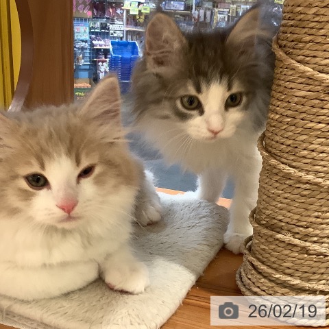 岡山県のノルウェージャンフォレストキャット (ペットプラス 岡山店/2025年12月11日生まれ/男の子/クリームホワイト)の子猫の3枚目の画像