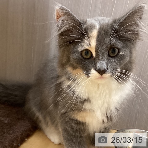 徳島県のノルウェージャンフォレストキャット (ペットプラス 徳島店/2025年12月11日生まれ/女の子/ダイリュートキャリコ)の子猫の4枚目の画像