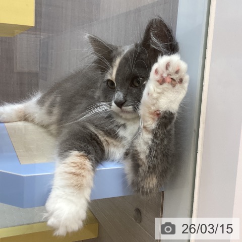 徳島県のノルウェージャンフォレストキャット (ペットプラス 徳島店/2025年12月11日生まれ/女の子/ダイリュートキャリコ)の子猫の3枚目の画像