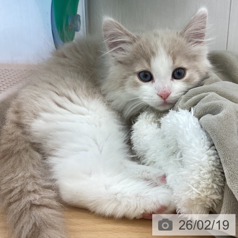 ノルウェージャンフォレストキャットの写真