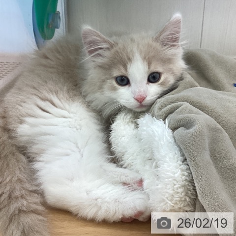 ノルウェージャンフォレストキャットの写真