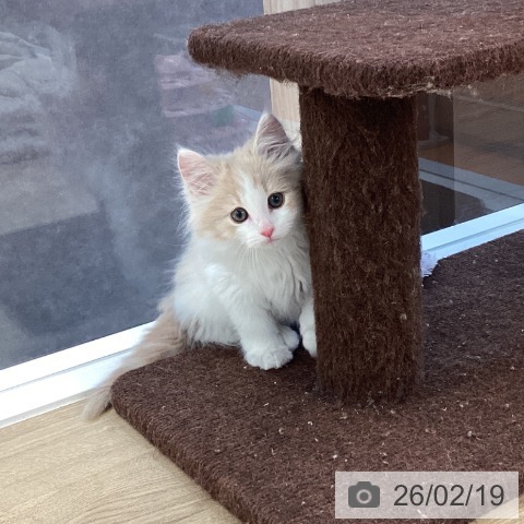 ノルウェージャンフォレストキャットの写真