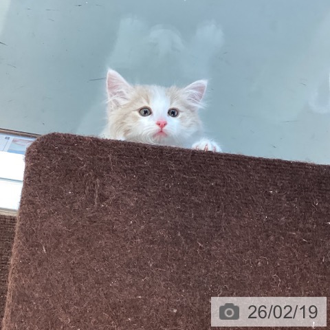 ノルウェージャンフォレストキャットの写真