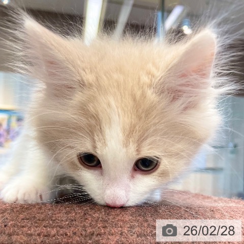 愛媛県のノルウェージャンフォレストキャット (ペットプラス 新居浜店/2025年12月13日生まれ/男の子/クリームホワイト)の子猫の4枚目の画像