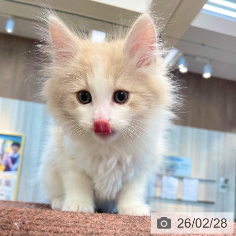 愛媛県のノルウェージャンフォレストキャット (ペットプラス 新居浜店/2025年12月13日生まれ/男の子/クリームホワイト)の子猫の3枚目の画像