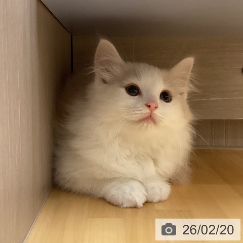 徳島県のノルウェージャンフォレストキャット (ペットプラス 徳島店/2025年12月13日生まれ/男の子/クリームホワイト)の子猫の4枚目の画像