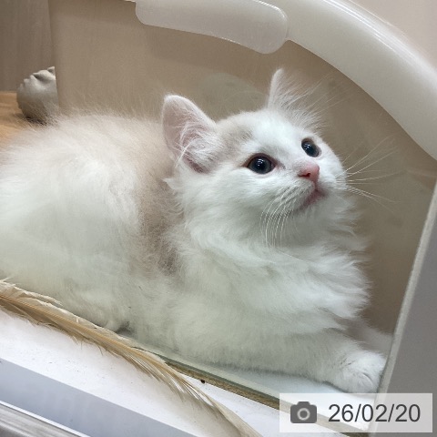 徳島県のノルウェージャンフォレストキャット (ペットプラス 徳島店/2025年12月13日生まれ/男の子/クリームホワイト)の子猫の3枚目の画像