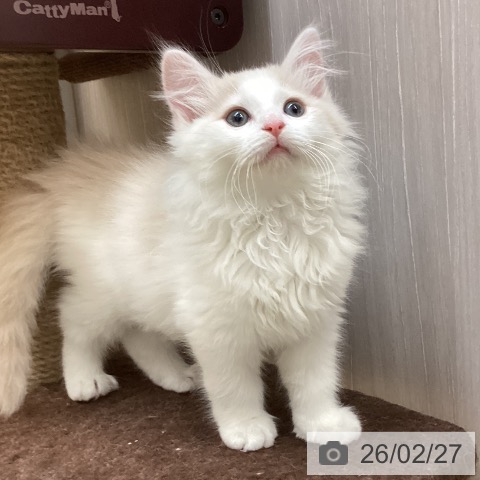 徳島県のノルウェージャンフォレストキャット (ペットプラス 徳島店/2025年12月13日生まれ/男の子/クリームホワイト)の子猫の4枚目の画像
