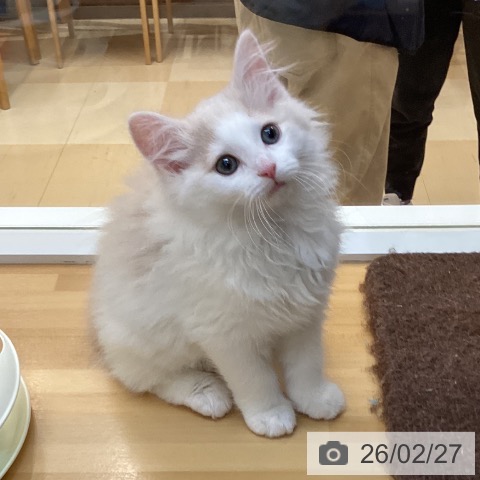 徳島県のノルウェージャンフォレストキャット (ペットプラス 徳島店/2025年12月13日生まれ/男の子/クリームホワイト)の子猫の3枚目の画像