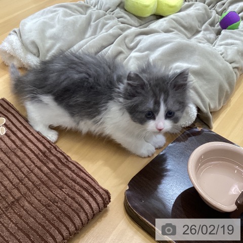 ノルウェージャンフォレストキャットの写真