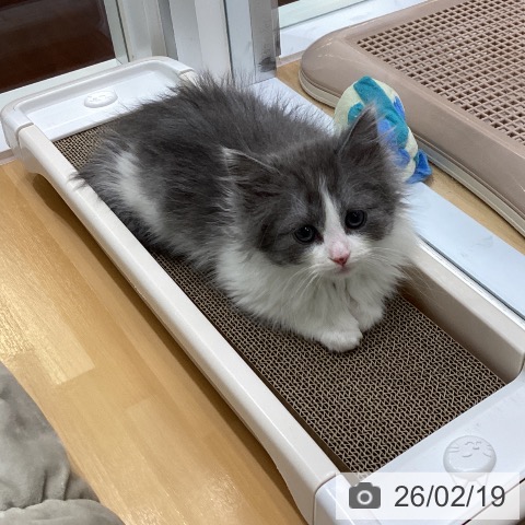 ノルウェージャンフォレストキャットの写真