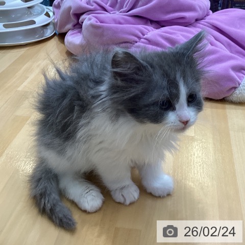 香川県のノルウェージャンフォレストキャット (ペットプラス 綾川店/2025年12月13日生まれ/女の子/ブルーホワイト)の子猫の4枚目の画像