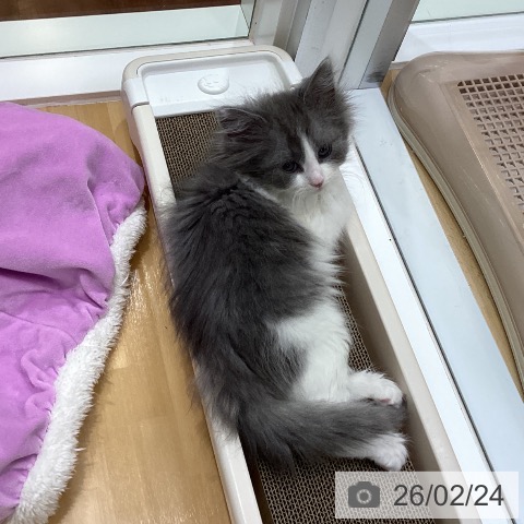 香川県のノルウェージャンフォレストキャット (ペットプラス 綾川店/2025年12月13日生まれ/女の子/ブルーホワイト)の子猫の3枚目の画像