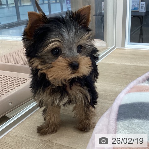 ヨークシャー・テリアの写真