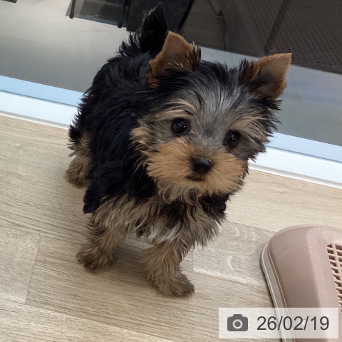 ヨークシャー・テリアの写真