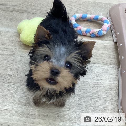 ヨークシャー・テリアの写真