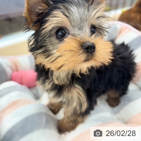 愛媛県のヨークシャーテリア (ペットプラス 新居浜店/2025年12月8日生まれ/女の子/スチールブルータン)の子犬の3枚目の画像