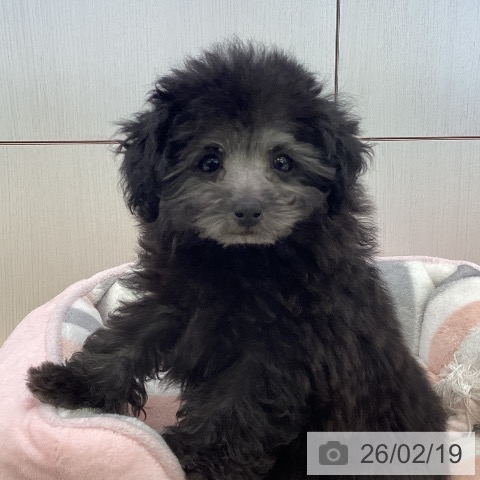 トイ・プードルの写真