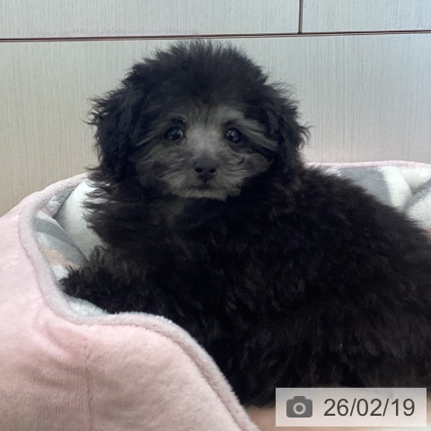 トイ・プードルの写真