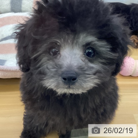 トイ・プードルの写真