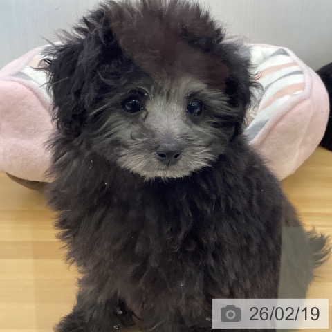 トイ・プードルの写真