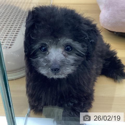 トイ・プードルの写真