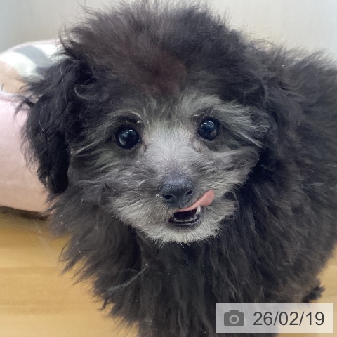 トイ・プードルの写真