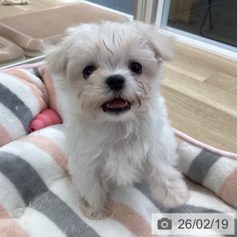 マルチーズの写真