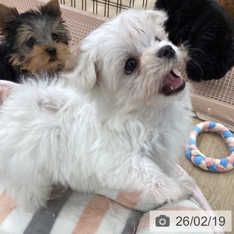マルチーズの写真