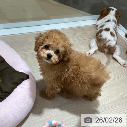 徳島県のトイプードル(トイ) (ペットプラス 徳島店/2025年12月20日生まれ/男の子/レッド)の子犬の4枚目の画像