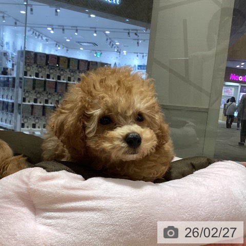 徳島県のトイプードル(トイ) (ペットプラス 徳島店/2025年12月20日生まれ/男の子/レッド)の子犬の3枚目の画像