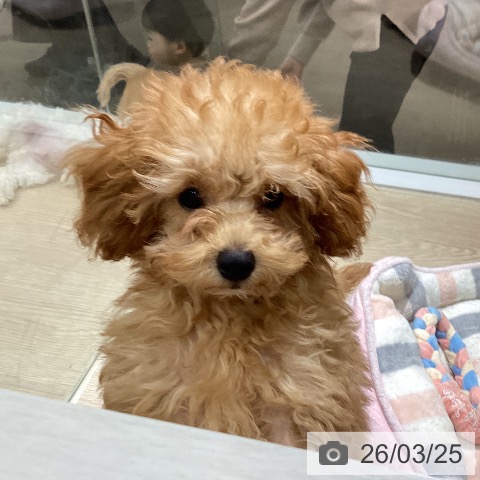 徳島県のトイプードル(トイ) (ペットプラス 徳島店/2025年12月20日生まれ/男の子/レッド)の子犬の3枚目の画像