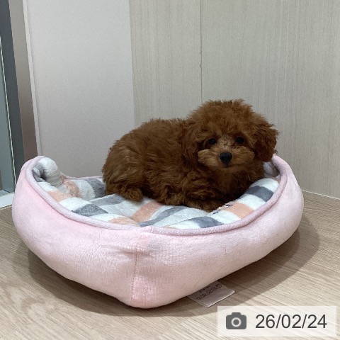 岡山県のトイプードル(トイ) (ペットプラス 岡山店/2025年12月15日生まれ/男の子/レッド)の子犬の4枚目の画像