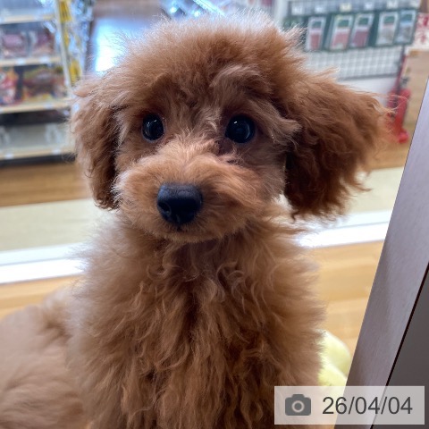 トイ・プードルの写真