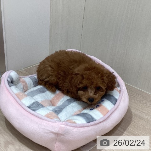 岡山県のトイプードル(トイ) (ペットプラス 岡山店/2025年12月15日生まれ/男の子/レッド)の子犬の3枚目の画像