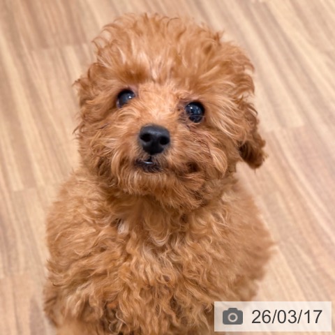 岡山県のトイプードル(トイ) (ペッツワン 岡山南店/2025年12月15日生まれ/男の子/レッド)の子犬の4枚目の画像
