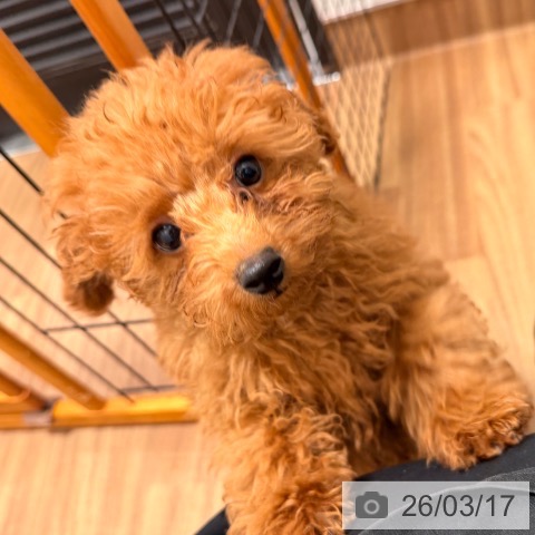 岡山県のトイプードル(トイ) (ペッツワン 岡山南店/2025年12月15日生まれ/男の子/レッド)の子犬の3枚目の画像