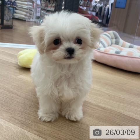 マルチーズの写真