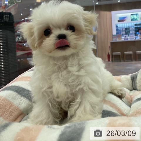 マルチーズの写真