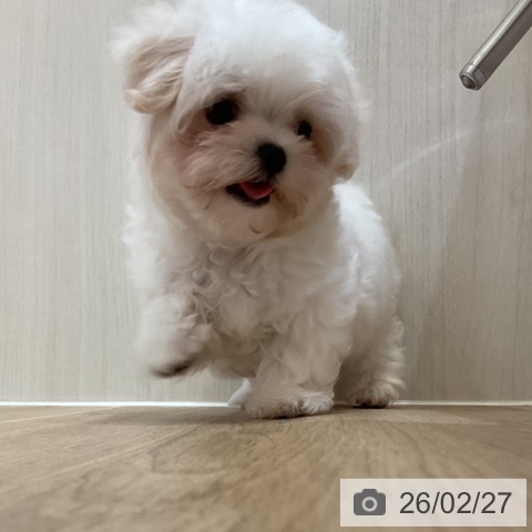 マルチーズの写真