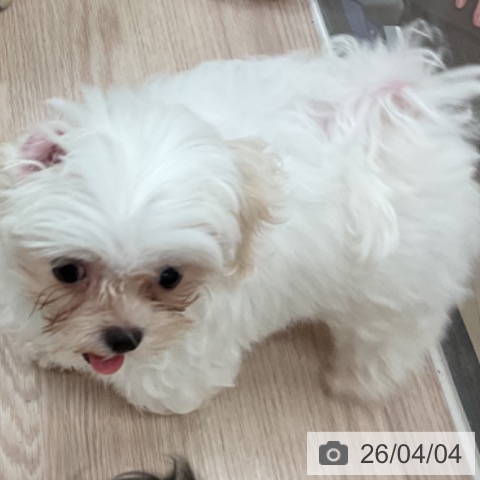 マルチーズの写真