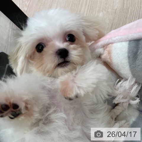 マルチーズの写真